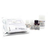 碧云天 Human PCT ELISA Kit(人PCT ELISA试剂盒)(PP790)