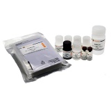 碧云天 Human TREM-1 ELISA Kit (人TREM-1 ELISA试剂盒)(PT910)